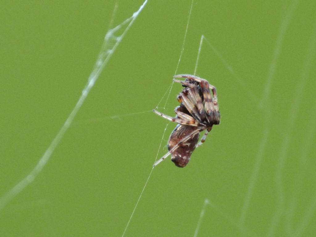 Araneidae del Giglio